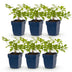 Green boutiQ - Perennial - Astilbe (J) Deutschland - False Spirea - Shade - White - 6 Plants - Pot 11cm - Height 15-25cm Bild 2