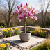 Magnolia Susan Stamm-Pflanze: Winterharte Schönheit mit rosa Blüte Bild 8