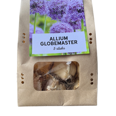 Allium 'Globemaster' Zwiebeln - 5 Stück für Ihren Garten