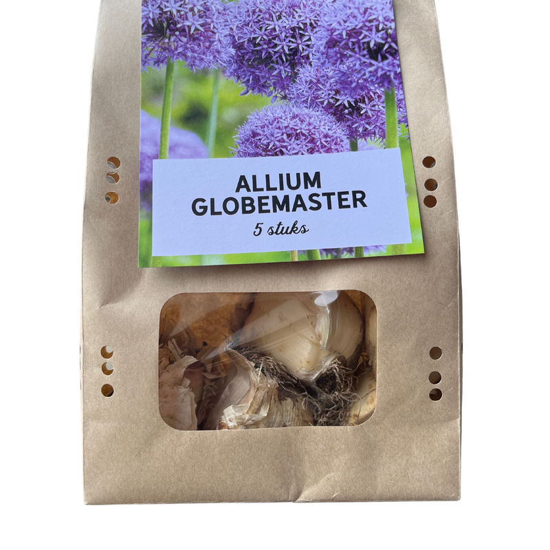 Allium 'Globemaster' Zwiebeln - 5 Stück für Ihren Garten
