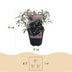 Green boutiQ - Garden Plant - Buddleja davidii Black Night - Butterfly Bush - Winter-hardy - Purple - 1 Plant - 17cm Pot - 45cm Height Bild 3