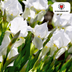 Iris Alaska 25 pieces Bild 5