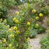 2x Clematis tangutica - Chinesische Waldrebe - Gelb - Kletterpflanze Bild 4