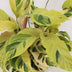 Calathea Fusion Yellow | Zimmerpflanze | 45-55 cm | Ø 14 cm Topf Bild 2