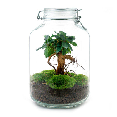 Flaschengarten: Ficus Ginseng Bonsai DIY-Set – 28 cm