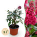 Buddleja davidii 'Little Ruby' - Butterfly Bush, 3 Plants Bild 1