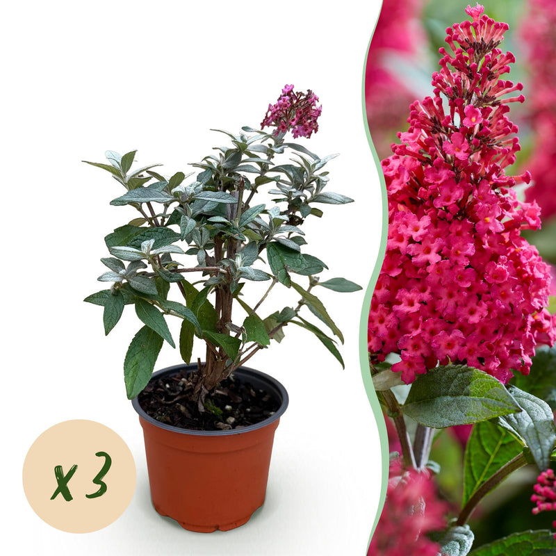 Buddleja davidii 'Little Ruby' - Butterfly Bush, 3 Plants