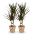 Dracaena Magenta: Pflegeleichte Pflanze mit Korb, 2 Stück, Topf 17cm Bild 2