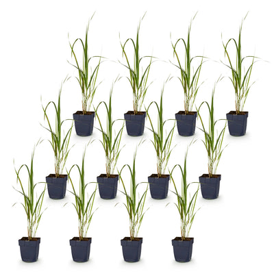 Green boutiQ - Gräser - Molinia arund. Karl Foerster - Rohrglanzgras - Mit Blüte - Grün - 12 Pflanzen - Topf 11cm - Höhe 15-25cm
