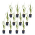 Green boutiQ - Gräser - Molinia arund. Karl Foerster - Rohrglanzgras - Mit Blüte - Grün - 12 Pflanzen - Topf 11cm - Höhe 15-25cm Bild 2