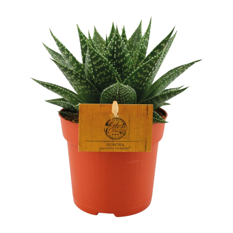 Gasteria Hybride Aurora - Ø11cm - 15cm Höhe