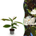 GreenboutiQ Magnolia grandiflora, Evergreen, White, 12cm pot, 30cm height Bild 1