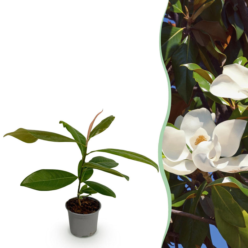 GreenboutiQ Magnolia grandiflora, Evergreen, White, 12cm pot, 30cm height