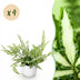 Green boutiQ Pteris cretica Albolineata Schwertfarn, 4 Pflanzen Bild 1