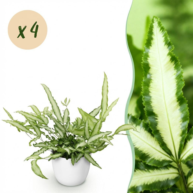 Green boutiQ Pteris cretica Albolineata Schwertfarn, 4 Pflanzen