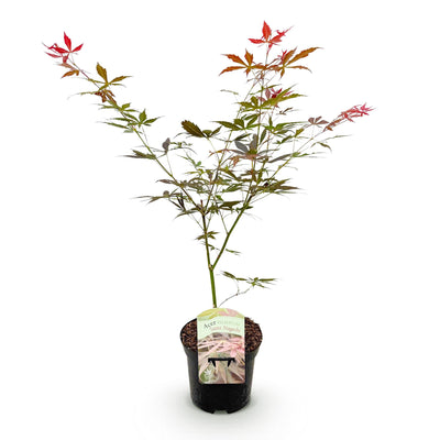 GreenboutiQ Japanischer Ahorn 'Sumi-nagashi' - Rot, 70cm, Topf 19cm