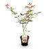 GreenboutiQ Japanischer Ahorn 'Sumi-nagashi' - Rot, 70cm, Topf 19cm Bild 2