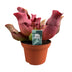 Sarracenia Maroon Schlauchpflanze Ø12cm, H23cm - Faszinierende Zimmerpflanze Bild 1
