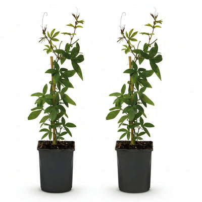 GreenboutiQ Passionsblume 'Avalanche' - Weiße Blüte, pflegeleicht, 2x Topf 11cm