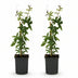 GreenboutiQ Passionsblume 'Avalanche' - Weiße Blüte, pflegeleicht, 2x Topf 11cm Bild 2