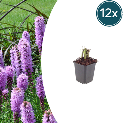12x Liatris spicata (Prachtscharte) 10-25cm, Ø9cm