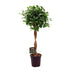 Ficus Moclame Zimmerpflanze Ø23cm, Höhe 110cm Bild 1