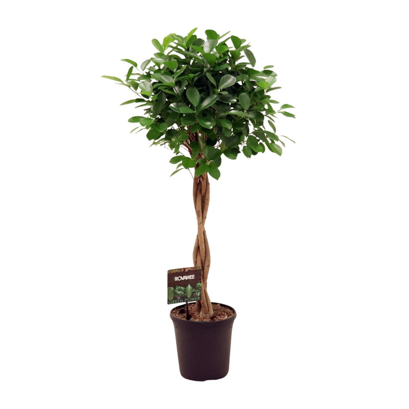 Ficus Moclame Zimmerpflanze Ø23cm, Höhe 110cm