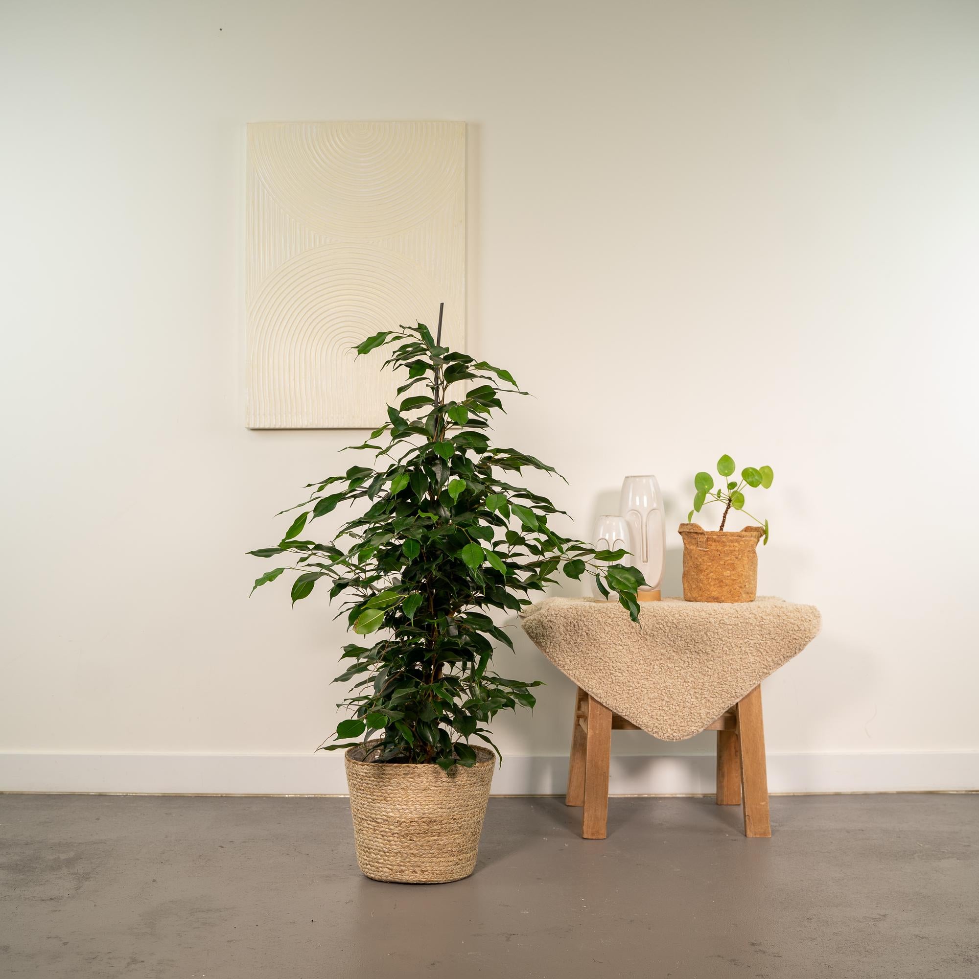 Ficus benjamina Danielle - Ø21cm - ↕95cm + Korb Selin