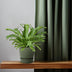 Asplenium Nidus Crissie Wurmfarn - Ø17cm - ↕40cm Bild 3