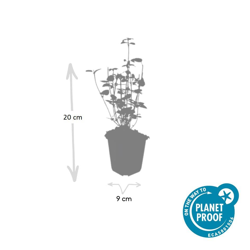 Agastache 'Black Adder' - 12x Staude ↕10-25cm im Ø9cm Topf