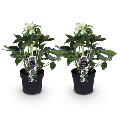 Lenzrose 'Double Ellen White' - Immergrüne weiße Blüte, 2 Pflanzen