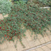 60x Creeping Juniper 'Cotoneaster dammeri' 10-25cm, Ø9cm Bild 7