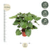 Homalomena Rubescens Maggy: Tropical Beauty, 100 cm, ø24 Pot Bild 2