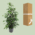 Ficus benjamina Danielle, Baum, 95cm hoch, 21cm Topf Bild 4