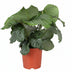 Calathea Orbifolia, elegant houseplant, Ø21cm, H65cm Bild 1