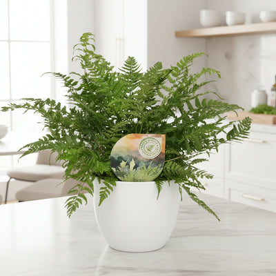 Polystichum Tsussimense / Athyrium - Ø12cm Topf, 30cm hoch