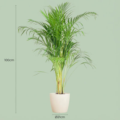 Areca-Palme 'Dypsis' mit weißem Topf - 100 cm