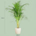 Areca-Palme 'Dypsis' mit weißem Topf - 100 cm Bild 2