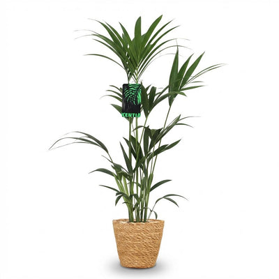 Howea Forsteriana (Kentia-Palme) - Pflegeleichte Zimmerpflanze im Korb