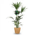Howea Forsteriana (Kentia-Palme) - Pflegeleichte Zimmerpflanze im Korb Bild 2
