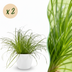 Green boutiQ Cyperus alternifolius Zumula - Katzenpflanze, 2er Set Bild 1