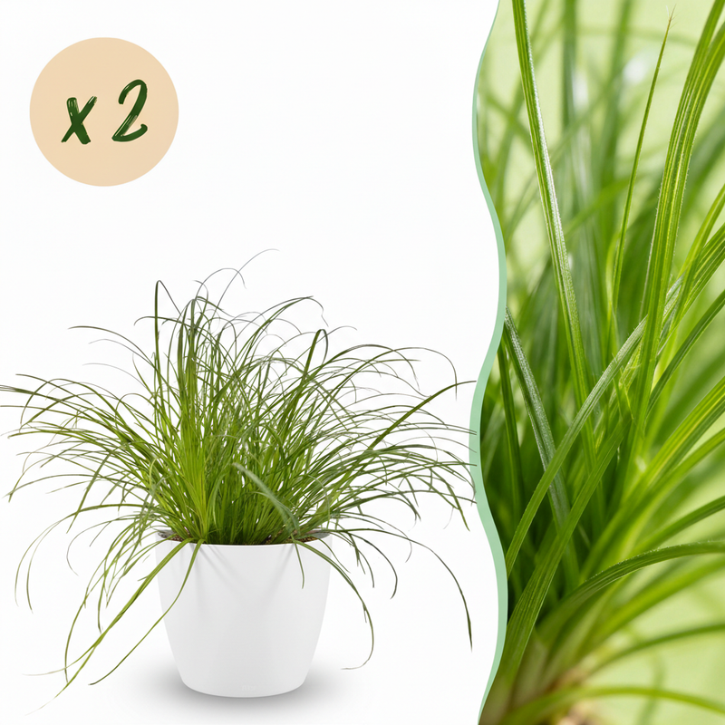 Green boutiQ Cyperus alternifolius Zumula - Katzenpflanze, 2er Set