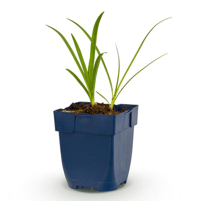 Green boutiQ - Perennial - Agapanthus africanus Albus - African Lily - Bee and Butterfly Attractor - White - 1 Plant - 11cm Pot - Height 15-25cm