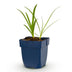 Green boutiQ - Staude - Agapanthus africanus Albus - Afrikanische Lilie - Bienen- und Schmetterlingsanzieher - Weiß - 1 Pflanze - Topf 11cm - Höhe 15-25cm Bild 2