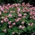 48x Geranium macr. 'Ingwersen's Var.' - 10-25cm - Ø9cm Bild 6