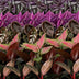 Baby Paradise Mix: 6 tropische Zimmerpflanzen, bunte Vielfalt (Ø6cm) Bild 4