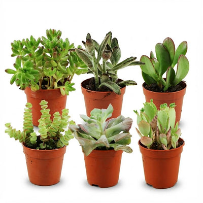 Mini Sukkulenten Mix - 6 Stück, Ø 5,5 cm, Höhe 5-10 cm