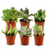 Mini Sukkulenten Mix - 6 Stück, Ø 5,5 cm, Höhe 5-10 cm Bild 1