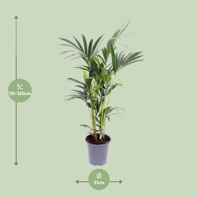 Howea Forsteriana (Kentia-Palme) - Ø21cm Topf, 120cm Höhe