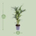 Howea Forsteriana (Kentia-Palme) - Ø21cm Topf, 120cm Höhe Bild 2